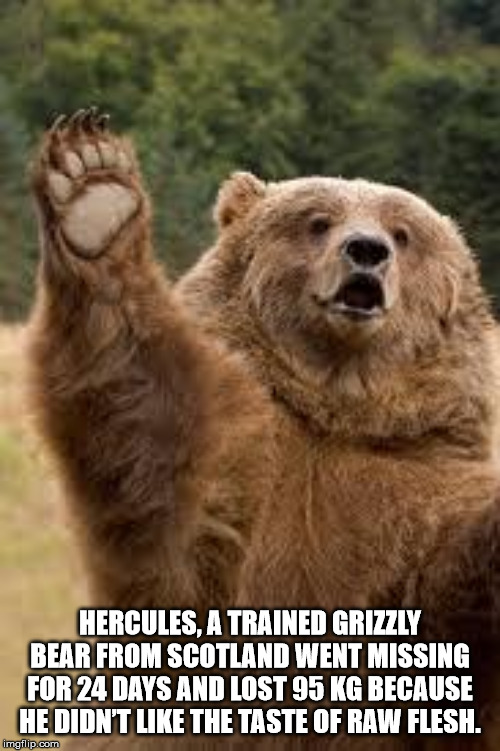 waving bear - Hercules, A Trained Grizzly Bear From Scotland Went Missing For 24 Days And Lost 95 Kg Because He Didn'T The Taste Of Raw Flesh. imgflip.com