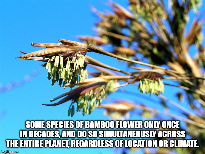 bamboo flowering - Some Species Of Bamboo Flower Only Once In Decades, And Do So Simultaneously Across The Entire Planet, Regardless Of Location Or Climate imgflip.com