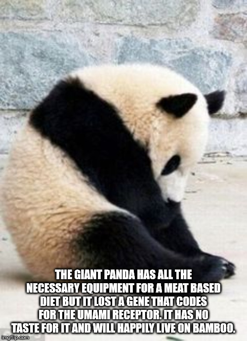 funny panda - The Giant Panda Has All The Necessary Equipment For A Meat Based Diet But It Lost A Gene That Codes For The Umami Receptor. It Has No Taste For It And Will Happily Live On Bamboo. imgillp.com