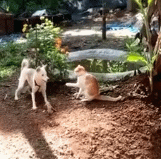 dog kicking cat
