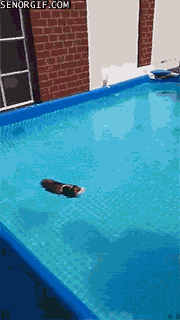 guinea pig swimming gif - Senorgif.Com