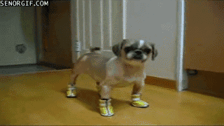 dog with boots gif - Senorgif.Com