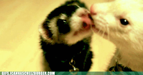 cute ferrets gif - Gifs.Icanhascheezburger.Com
