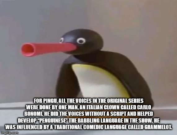 beak - For Pingu, All The Voices In The Original Series Were Done By One Man. Anitalian Clown Calledicarlo Bonomi. He Did The Voices Without A Script And Helped Develop "Penguinese" The Babbling Language In The Show.He Was Influenced By A Traditional Come
