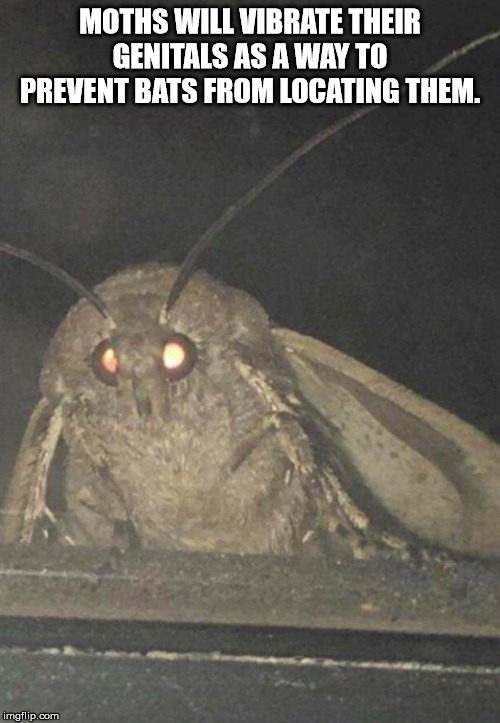 moth love - Moths Will Vibrate Their Genitals As A Way To Prevent Bats From Locating Them. imgflip.com