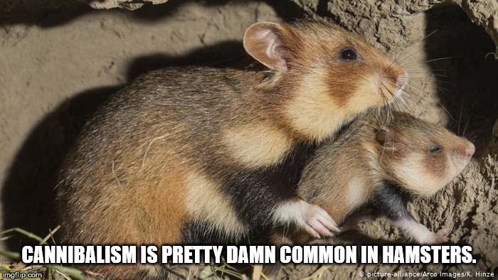 come at me bro spiderman - Cannibalism Is Pretty Damn Common In Hamsters. imgflip.com pictureallianceArco ImagesK. Hinze
