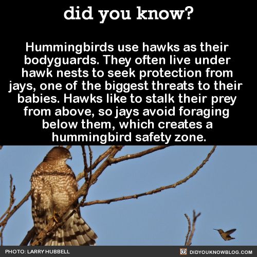 hawks and hummingbirds - did you know? Hummingbirds use hawks as their bodyguards. They often live under hawk nests to seek protection from jays, one of the biggest threats to their babies. Hawks to stalk their prey from above, so jays avoid foraging belo