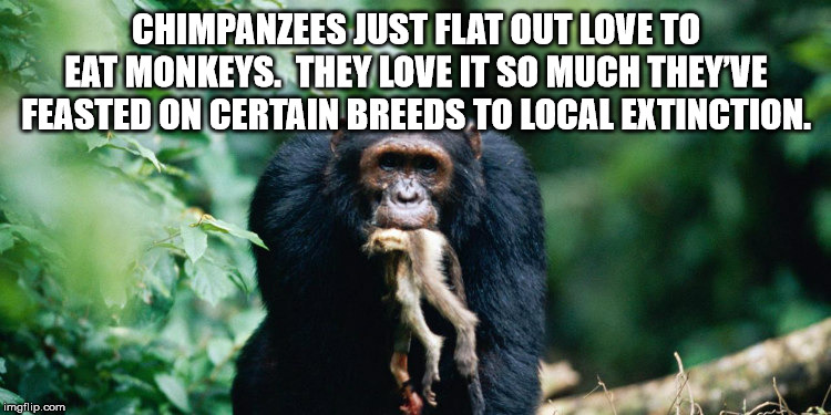 violent chimpanzee - Chimpanzees Just Flat Out Love To Eat Monkeys. They Love It So Much They'Ve Feasted On Certain Breeds To Local Extinction. imgflip.com