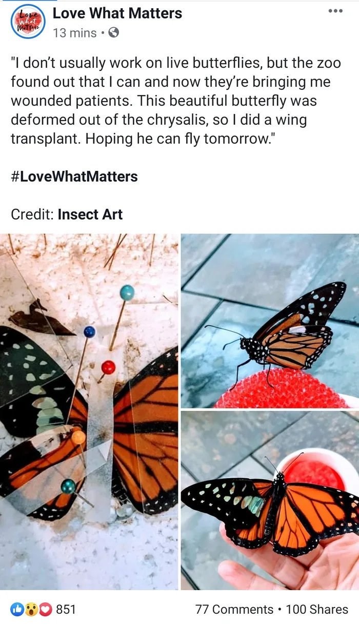 monarch butterfly wing transplant - Love What Matters 13 mins. "I don't usually work on live butterflies, but the zoo found out that I can and now they're bringing me wounded patients. This beautiful butterfly was deformed out of the chrysalis, so I did a