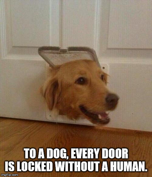 jehovah witness dog meme - To A Dog, Every Door Is Locked Without A Human. imgflip.com