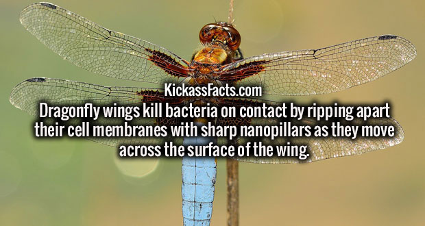 dragonfly - KickassFacts.com Dragonfly wings kill bacteria on contact by ripping apart their cell membranes with sharp nanopillars as they move across the surface of the wing.