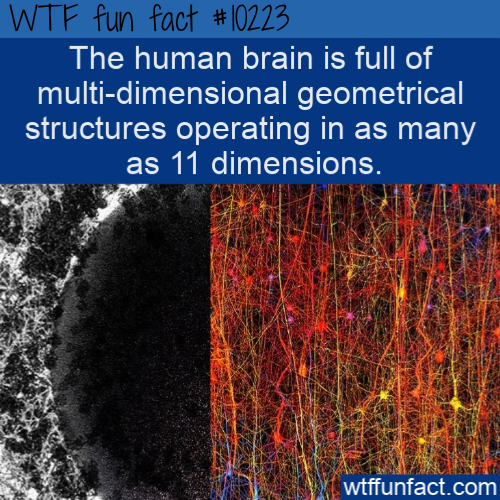 tree - Wtf fun fact #|0223 The human brain is full of multidimensional geometrical structures operating in as many as 11 dimensions. wtffunfact.com