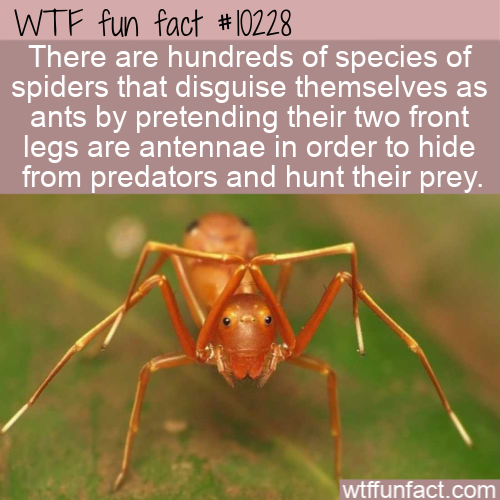 pest - Wtf fun fact There are hundreds of species of spiders that disguise themselves as ants by pretending their two front legs are antennae in order to hide from predators and hunt their prey. wtffunfact.com