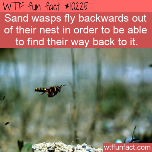 wtf facts funny - Wtf fun fact Sand wasps fly backwards out of their nest in order to be able to find their way back to it. wtffunfact.com
