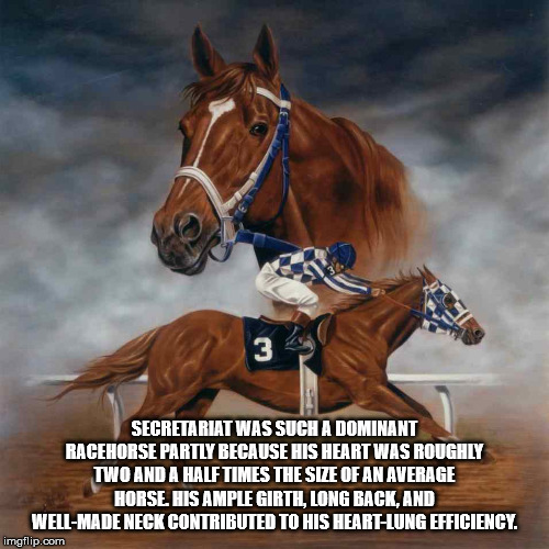 secretariat horse - Secretariat Was Such A Dominant Racehorse Partly Because His Heart Was Roughly Two And A Half Times The Size Of An Average Horse His Ample Girtl, Long Back. And WellMade Neck Contributed To His HeartLung Efficiency. imgflip.com