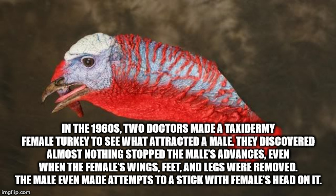 munster rugby - In The 1960S, Two Doctors Made A Taxidermy Female Turkey To See What Attracted A Male. They Discovered Almost Nothing Stopped The Male'S Advances, Even When The Female'S Wings, Feet, And Legs Were Removed. The Male Even Made Attempts To A 
