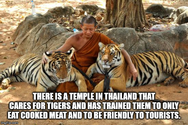 tiger in thailand - There Is A Temple In Thailand That Cares For Tigers And Has Trained Them To Only Eat Cooked Meat And To Be Friendly To Tourists. imgflip.com