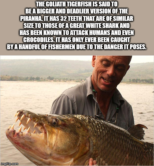 goliath tigerfish bite - The Goliath Tigerfish Is Said To Be A Bigger And Deadlier Version Of The Piranha. It Has 32 Teeth That Are Of Similar Size To Those Of A Great White Shark And Has Been Known To Attack Humans And Even Crocodiles. It Has Only Ever B