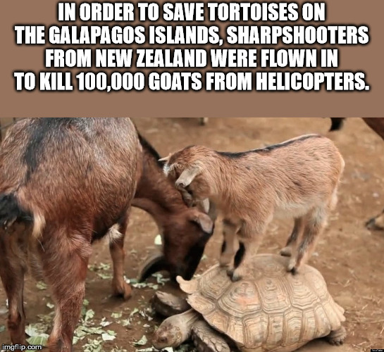 galapagos goats - In Order To Save Tortoises On The Galapagos Islands, Sharpshooters From New Zealand Were Flown In To Kill 100,000 Goats From Helicopters. imgflip.com