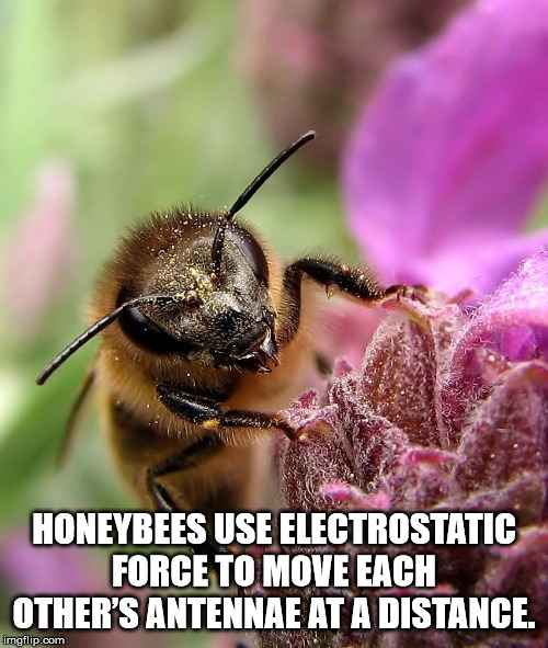 honey bee - Honeybees Use Electrostatic Force To Move Each Other'S Antennae At A Distance. imgflip.com
