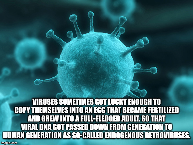 flu virus - Viruses Sometimes Got Lucky Enough To Copy Themselves Into An Egg That Became Fertilized And Grew Into A FullFledged Adult. So That Viraldna Got Passed Down From Generation To Human Generation As SoCalled Endogenous Retroviruses. imgflip.com