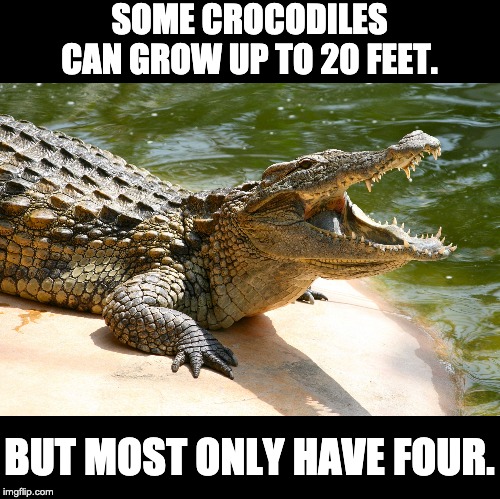 aquatic crocodiles - Some Crocodiles Can Grow Up To 20 Feet. But Most Only Have Four. imgflip.com