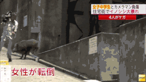 Moving Image Mayhem, Animal Edition