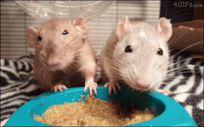 Moving Image Mayhem, Animal Edition