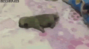 Moving Image Mayhem, Animal Edition