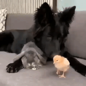 Moving Image Mayhem, Animal Edition