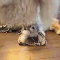 Moving Image Mayhem, Animal Edition