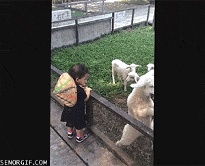 Moving Image Mayhem, Animal Edition