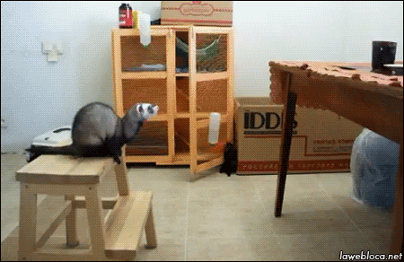 Moving Image Mayhem, Animal Edition