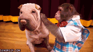 Moving Image Mayhem, Animal Edition