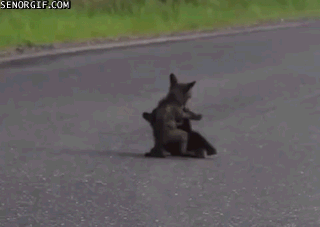 Moving Image Mayhem, Animal Edition