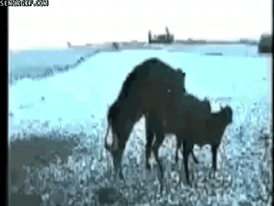 Moving Image Mayhem, Animal Edition