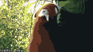 Moving Image Mayhem, Animal Edition