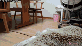 Moving Image Mayhem, Animal Edition