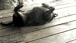 Moving Image Mayhem, Animal Edition