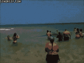 Moving Image Mayhem, Animal Edition