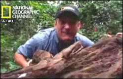 Moving Image Mayhem, Animal Edition