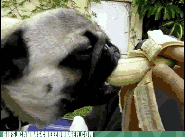 Moving Image Mayhem, Animal Edition