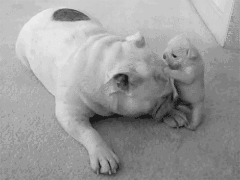 Moving Image Mayhem, Animal Edition