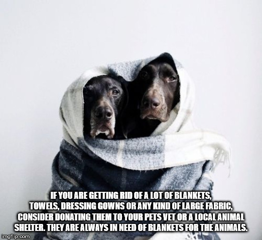 If You Are Getting Rid Of A Lot Of Blankets, Towels, Dressing Gowns Or Any Kind Of Large Fabric, Consider Donating Them To Your Pets Vet Or A Local Animal Shelter. They Are Always In Need Of Blankets For The Animals. imgflip.com