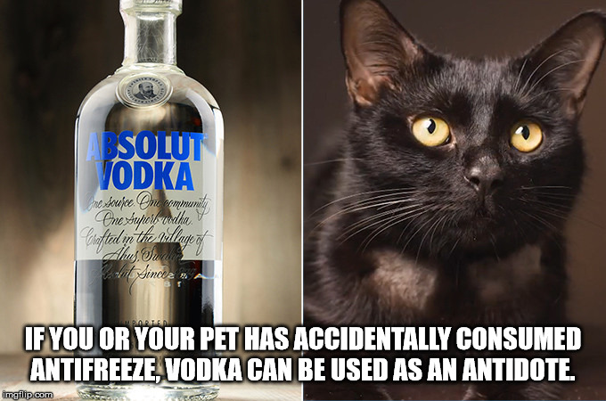vodka cat - Solut Vodka no doufoc. On communit Pne Superb vedha. Crafted in the daye Ahus.Oud sout sinceza If You Or Your Pet Has Accidentally Consumed Antifreeze, Vodka Can Be Used As An Antidote. imgflip.com