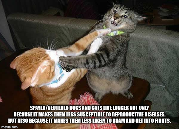 cat fight funny - SpayedNeutered Dogs And Cats Live Longer Not Only Because It Makes Them Less Susceptible To Reproductive Diseases, But Also Because It Makes Them Less ly To Roam And Get Into Fights. imgflip.com