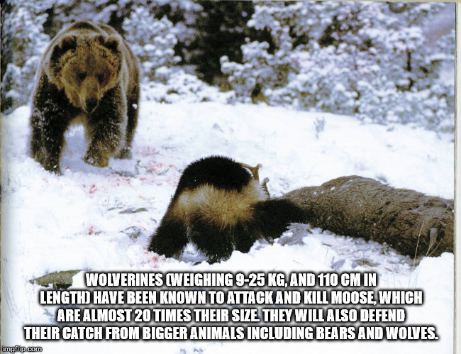 wolverine animal vs - Wolverines Weighing 925 Kg, And 110 Cm In Length Have Been Known To Attack And Kill Moose Which Are Almost 20 Times Their Size. They Will Also Defend Their Catch From Bigger Animals Including Bears And Wolves. imgflip.com