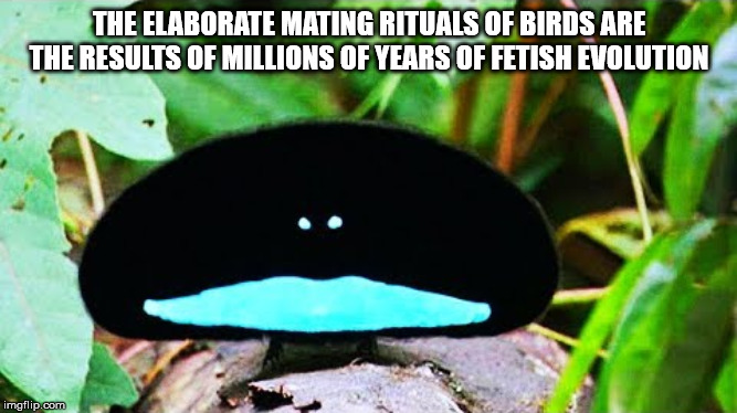 bird of paradise dance - The Elaborate Mating Rituals Of Birds Are The Results Of Millions Of Years Of Fetish Evolution imgflip.com