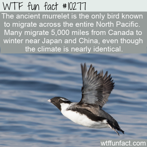 ancient murrelet - Wtf fun fact The ancient murrelet is the only bird known to migrate across the entire North Pacific. Many migrate 5,000 miles from Canada to winter near Japan and China, even though the climate is nearly identical. wtffunfact.com