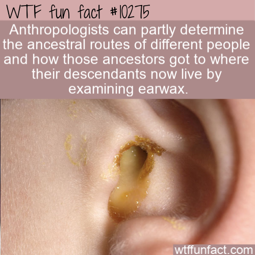 close up - Wtf fun fact Anthropologists can partly determine the ancestral routes of different people and how those ancestors got to where their descendants now live by examining earwax. wtffunfact.com